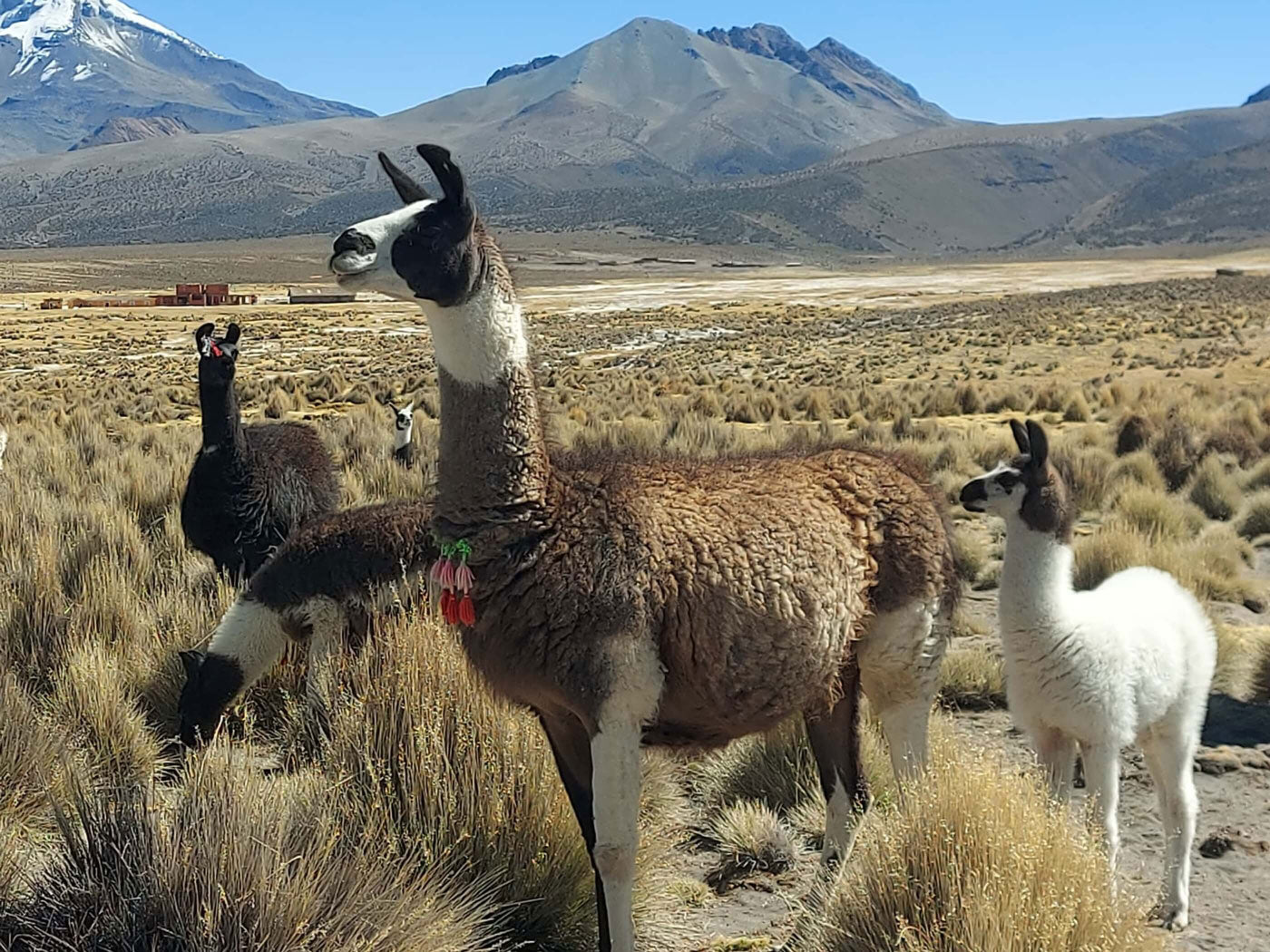 Stricken mit Lamawolle: Eine Reise durch das Hochland von Argentinien und Bolivien auf den Spuren von Sayama